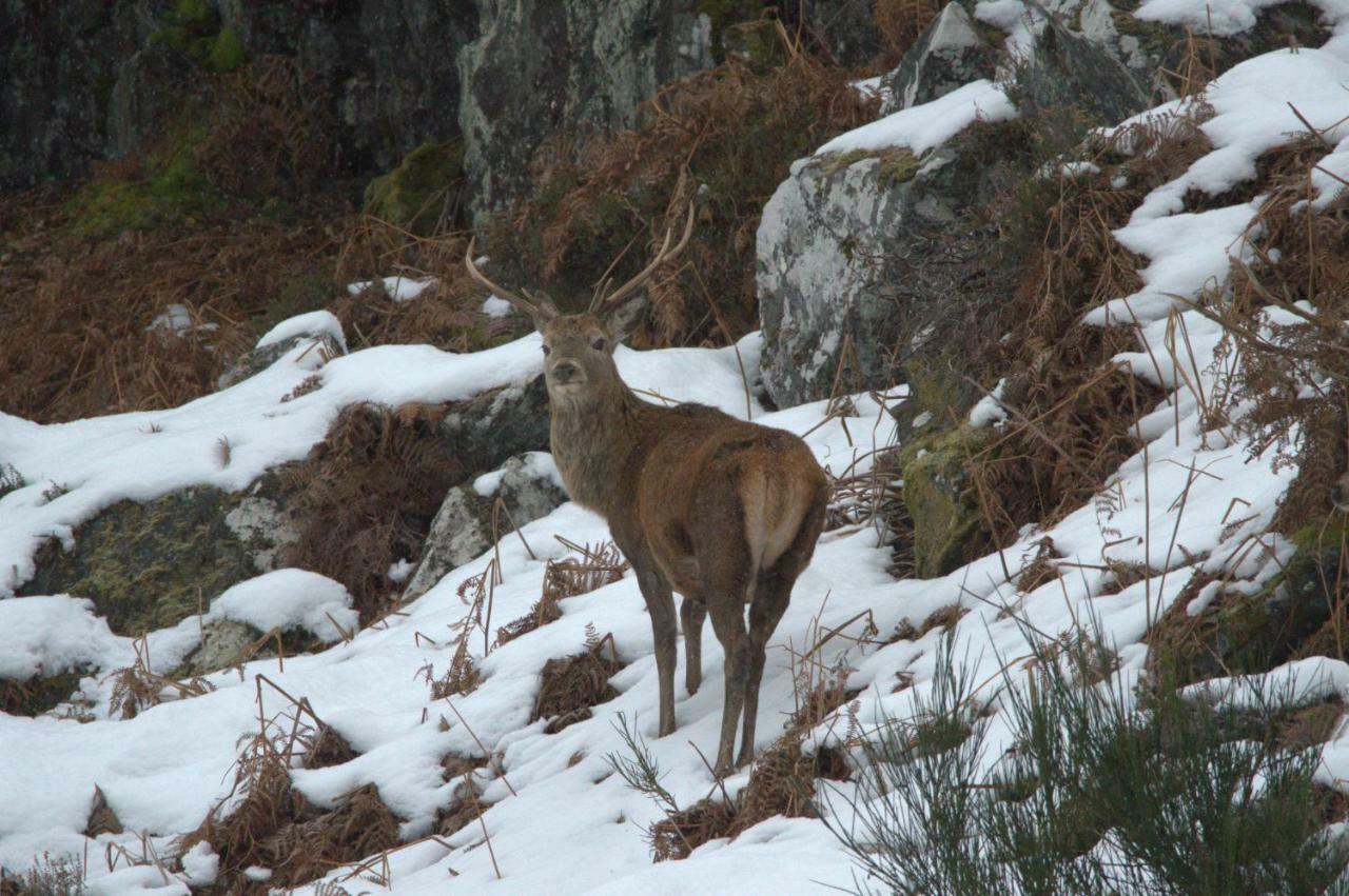 Rosemount Bothy - Highland Cottage Garve Esterno foto