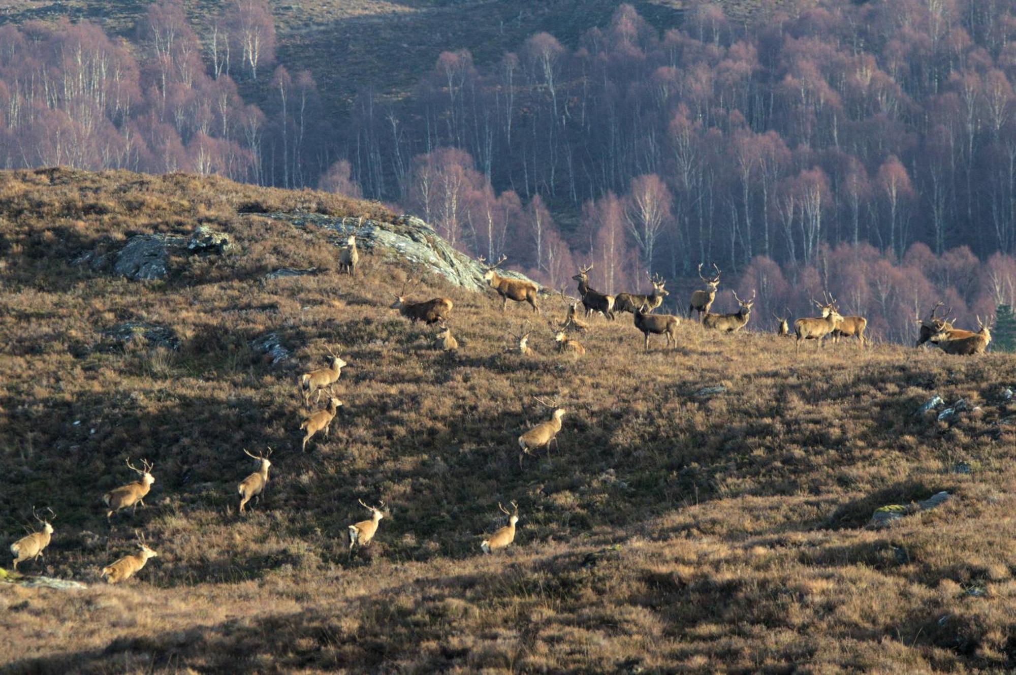 Rosemount Bothy - Highland Cottage Garve Esterno foto