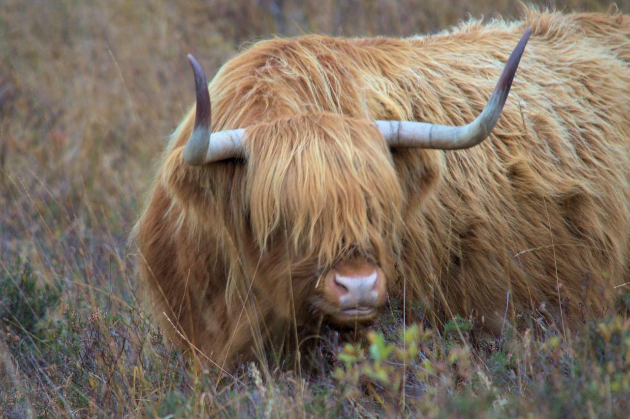 Rosemount Bothy - Highland Cottage Garve Esterno foto