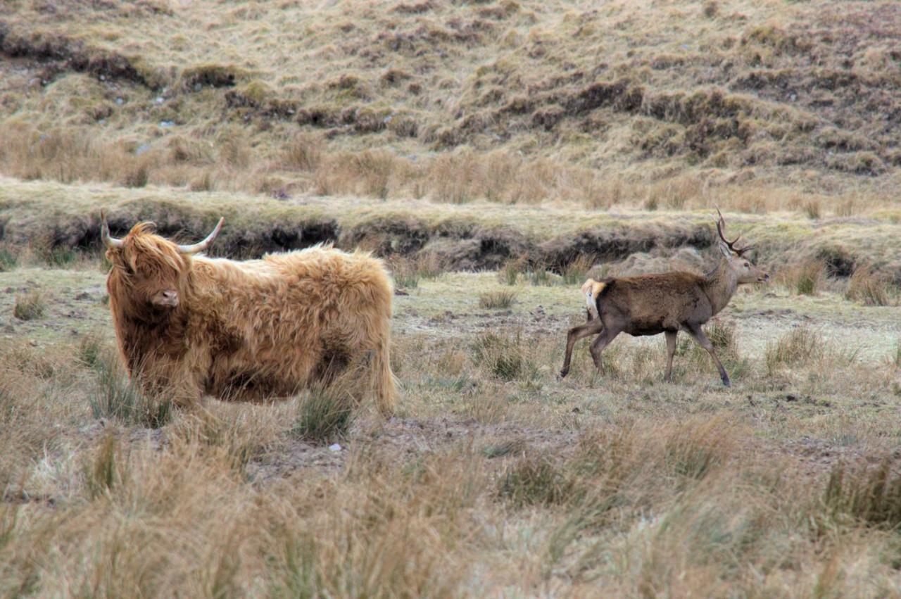 Rosemount Bothy - Highland Cottage Garve Esterno foto